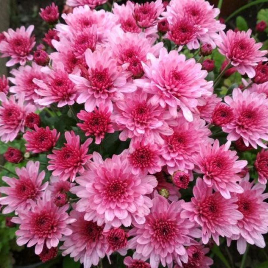 Хризантема мультифлора Бронсоуд Пинк - Dolina-Sad.Ru