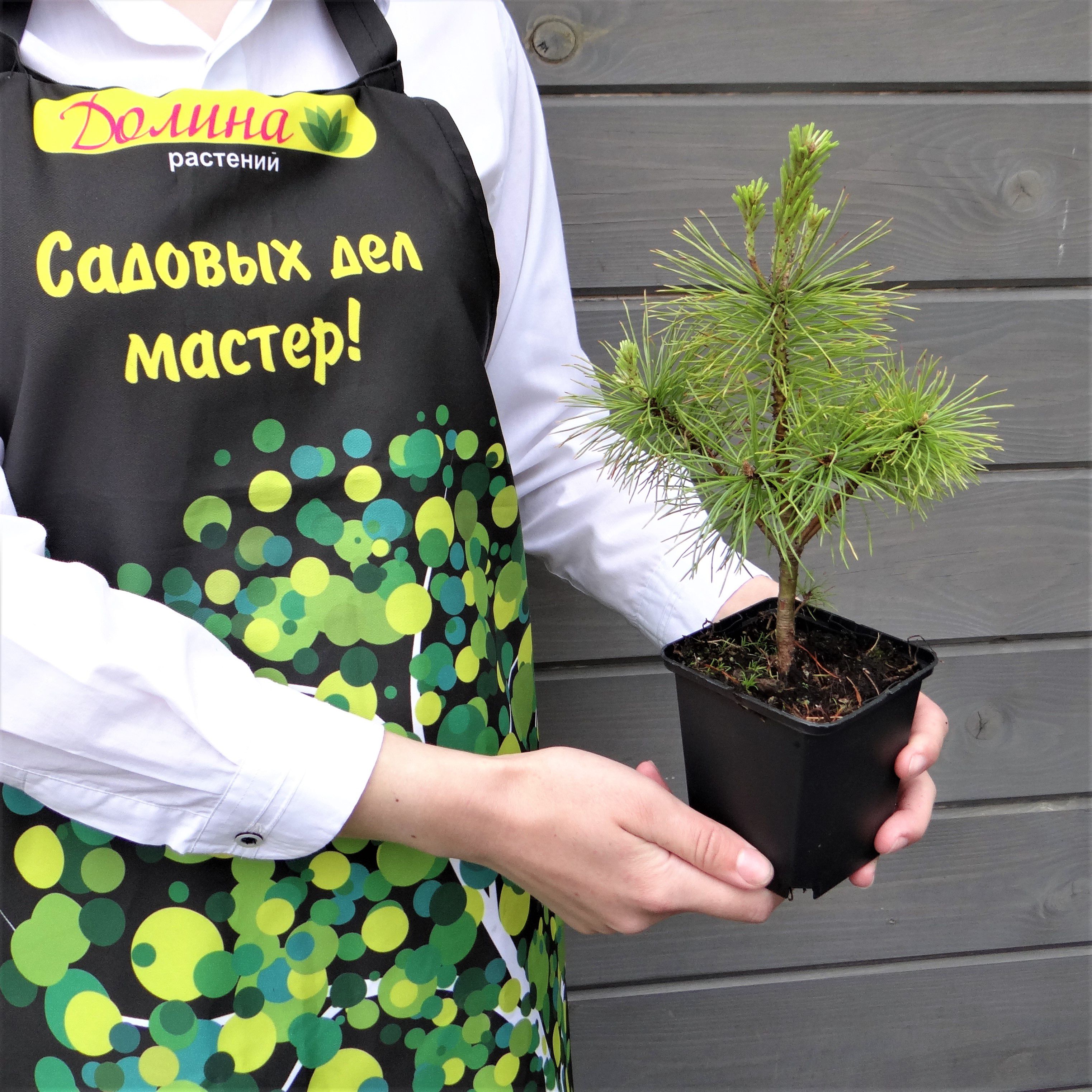 Сосна горная западная фото
