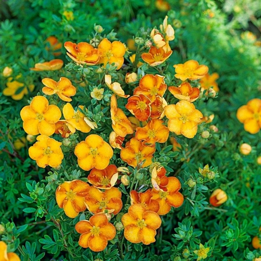 Лапчатка кустарниковая Танжерин, С3 - Dolina-Sad.Ru