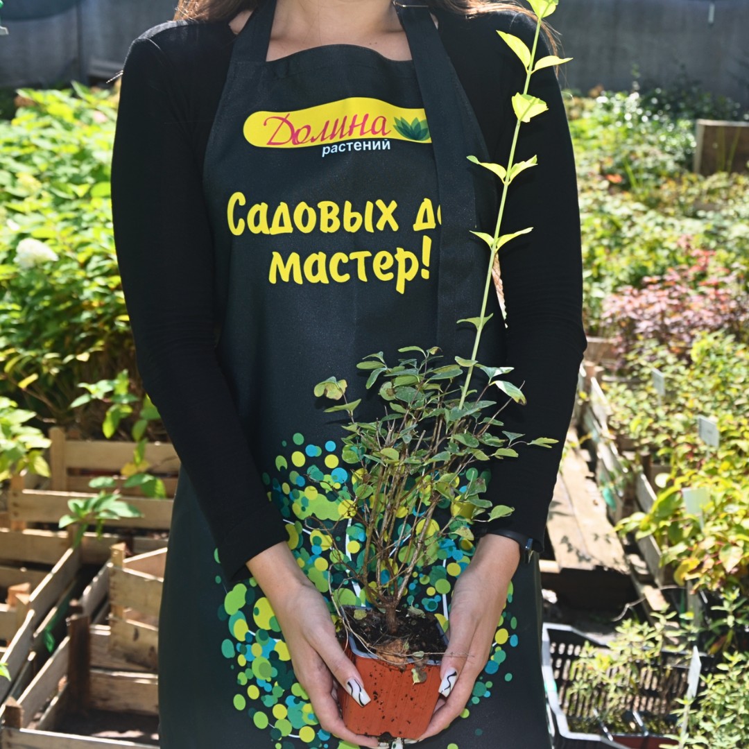 Снежноягодник Вайт Хедж фото