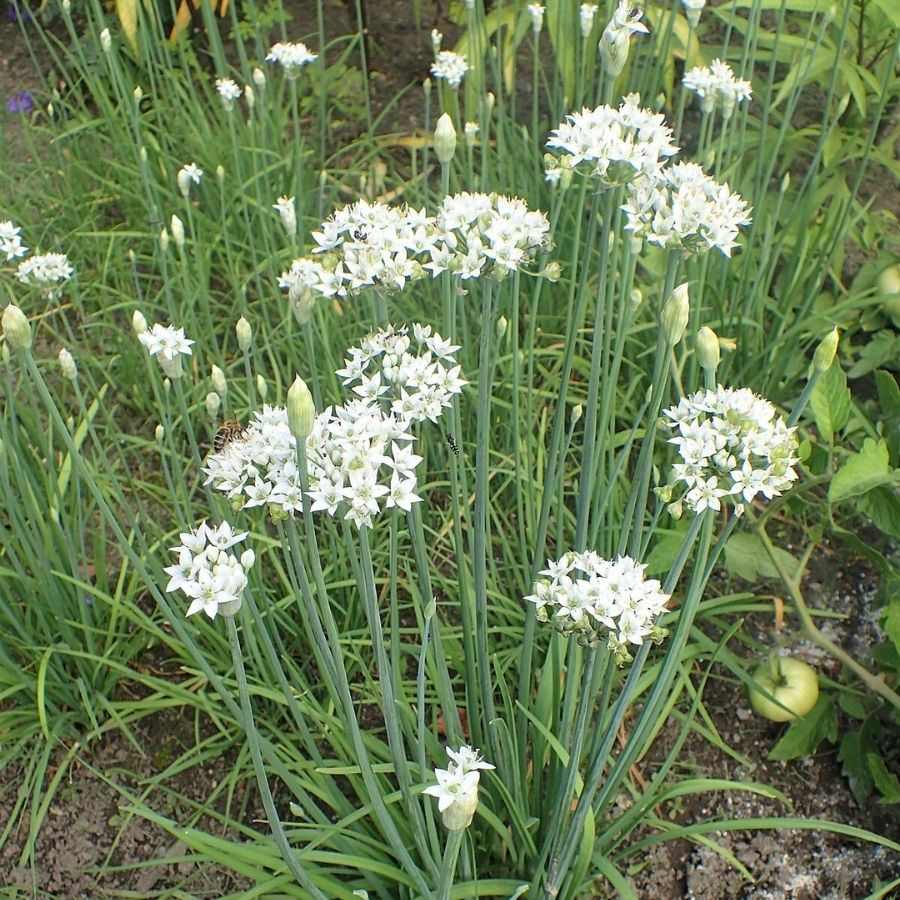 Аллиум китайский Клифс оф Довер - Dolina-Sad.Ru