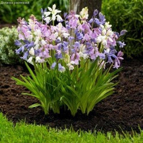 Сцилла Кампанулата Микс Сцилла Кампанулата Микс фото