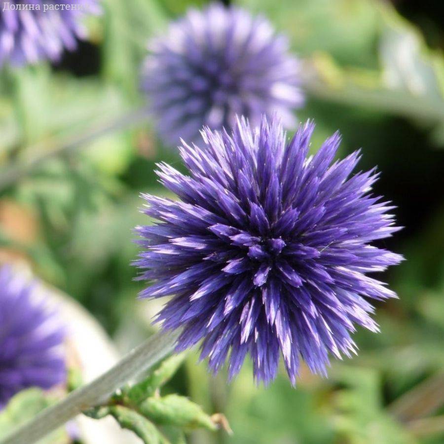 Мордовник Вейчс Блю Мордовник Вейчс Блю - Dolina-Sad.Ru