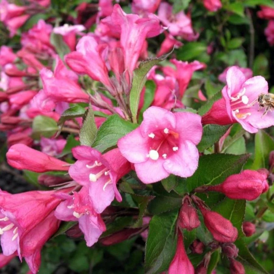 Вейгела Минуэт, С3 - Dolina-Sad.Ru