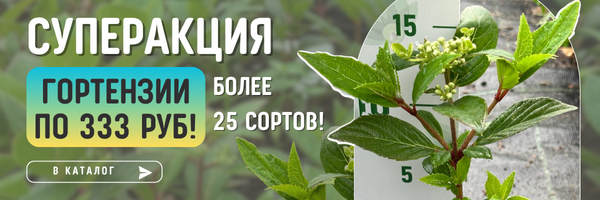 гортензии акция