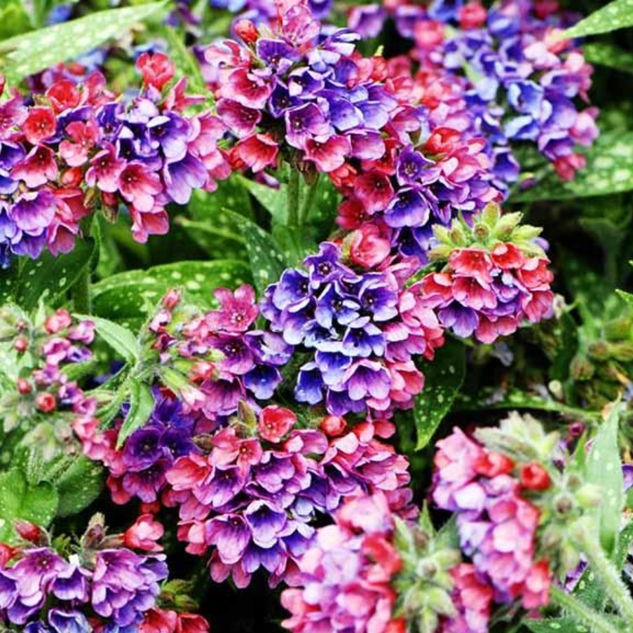 Медуница Рэспберри Сплэш Медуница Рэспберри Сплэш - Dolina-Sad.Ru