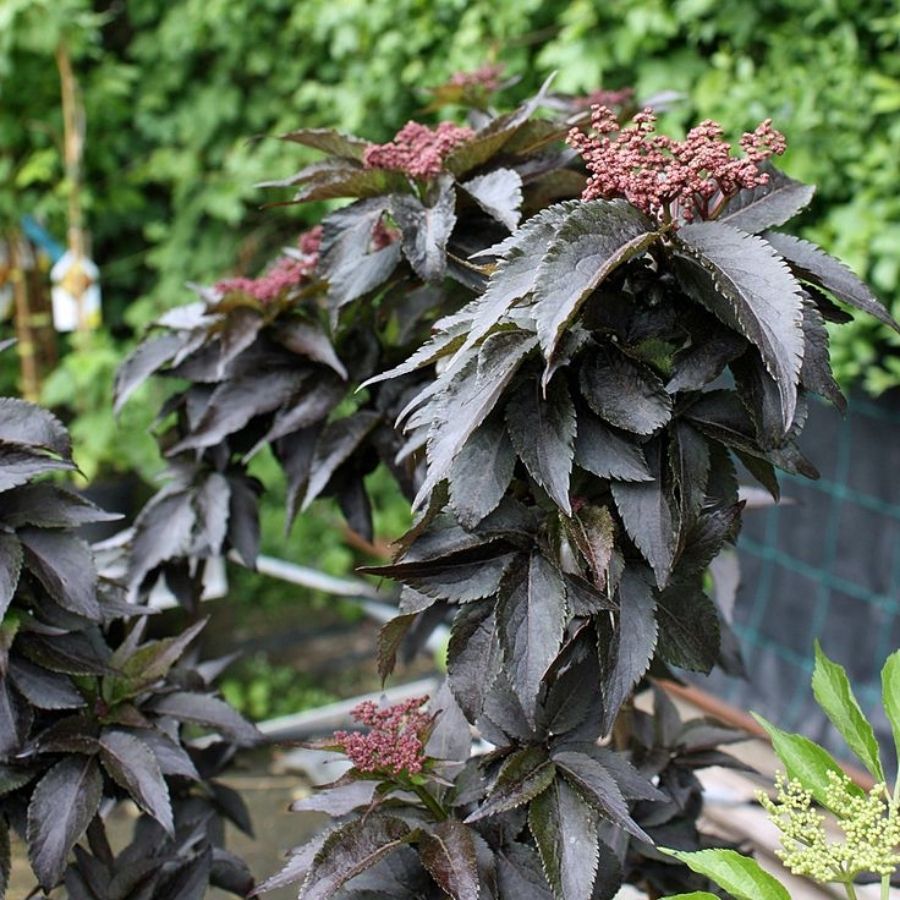 Бузина черная Блек Тауэр, С3 - Dolina-Sad.Ru