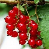 Смородина Красная Фертоди фото