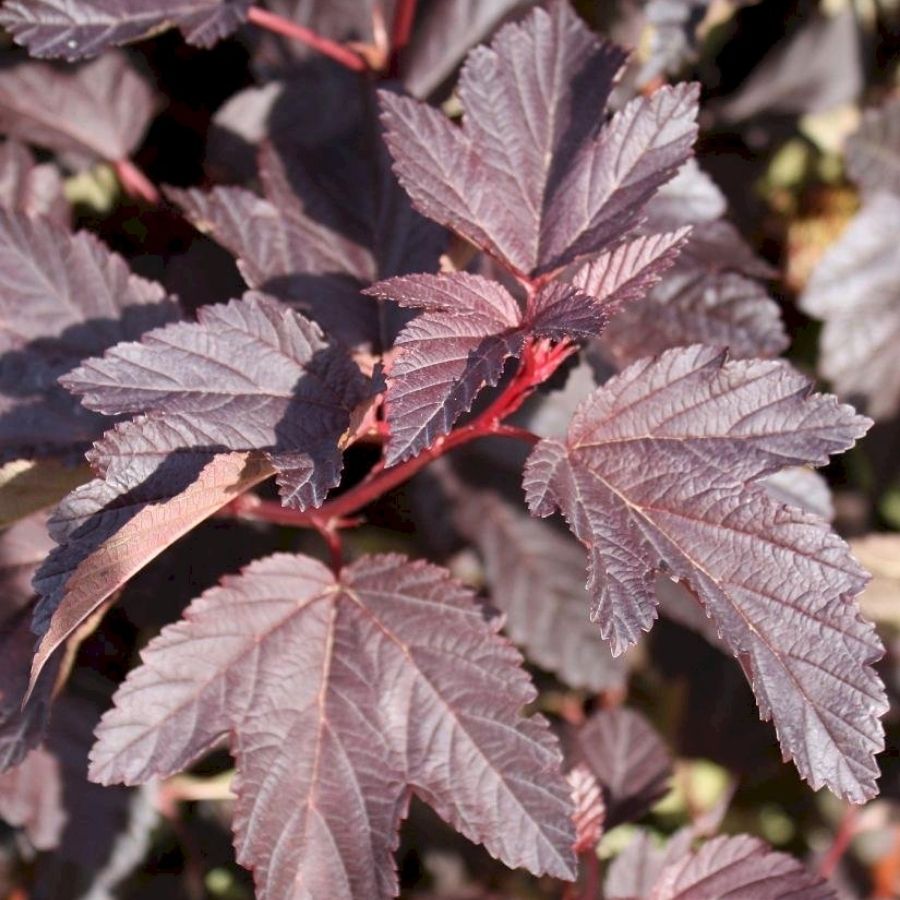 Пузыреплодник калинолистный Шух, С1,5 - Dolina-Sad.Ru