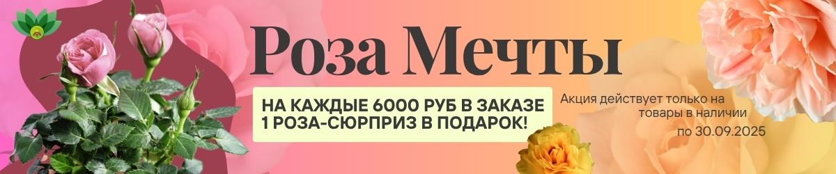 роза акция