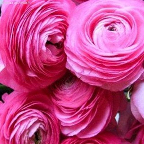 Ранункулюс Пинк фото