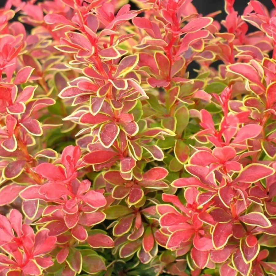 Барбарис Тунберга Оранж Санрайз, С3 - Dolina-Sad.Ru