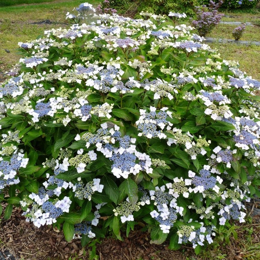 Гортензия крупнолистная Мариесии Грандифлора, С2 - Dolina-Sad.Ru