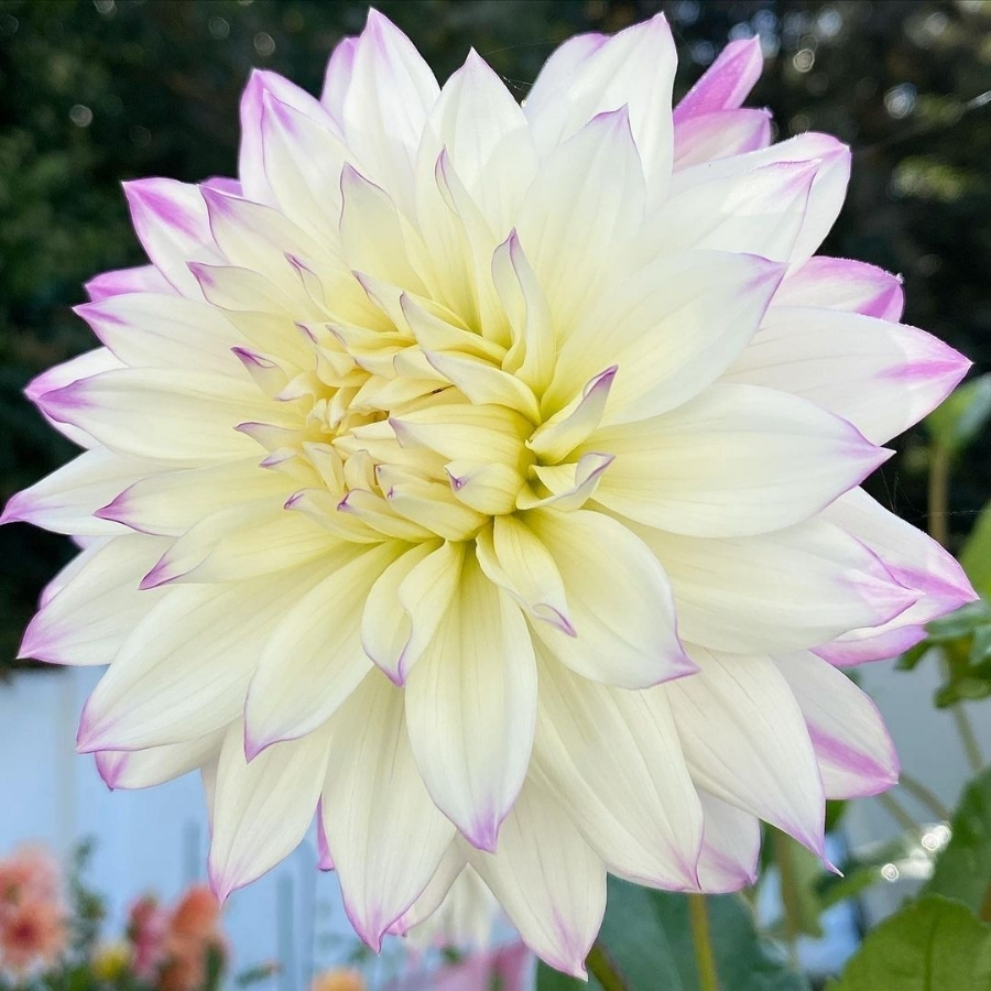 Георгина Фернклифф Иллюжн - Dolina-Sad.Ru