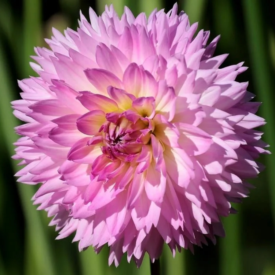 Георгина Сакура Фубуки Георгина Сакура Фубуки - Dolina-Sad.Ru