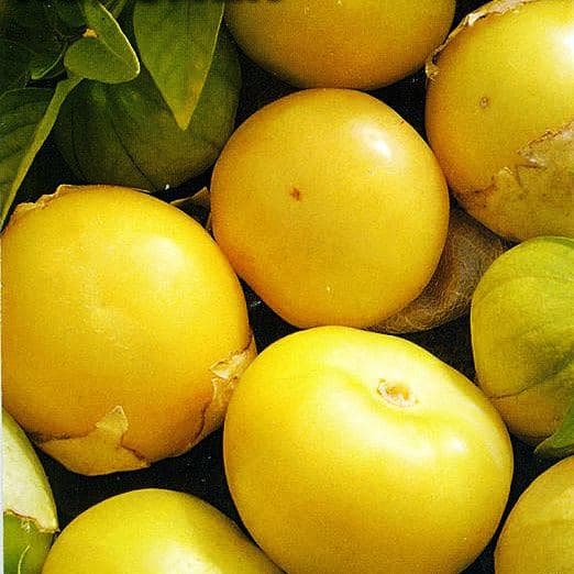 Физалис Королек фото