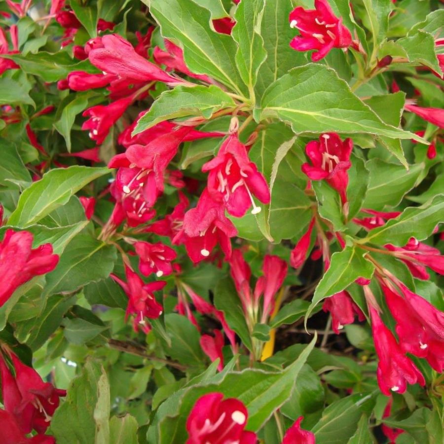 Вейгела Ред Принц, С3 - Dolina-Sad.Ru