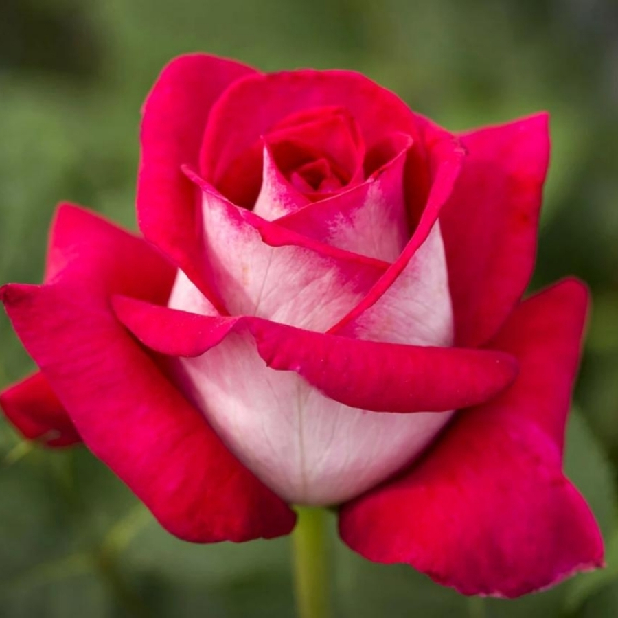 Роза Амазонка в горшке - Dolina-Sad.Ru