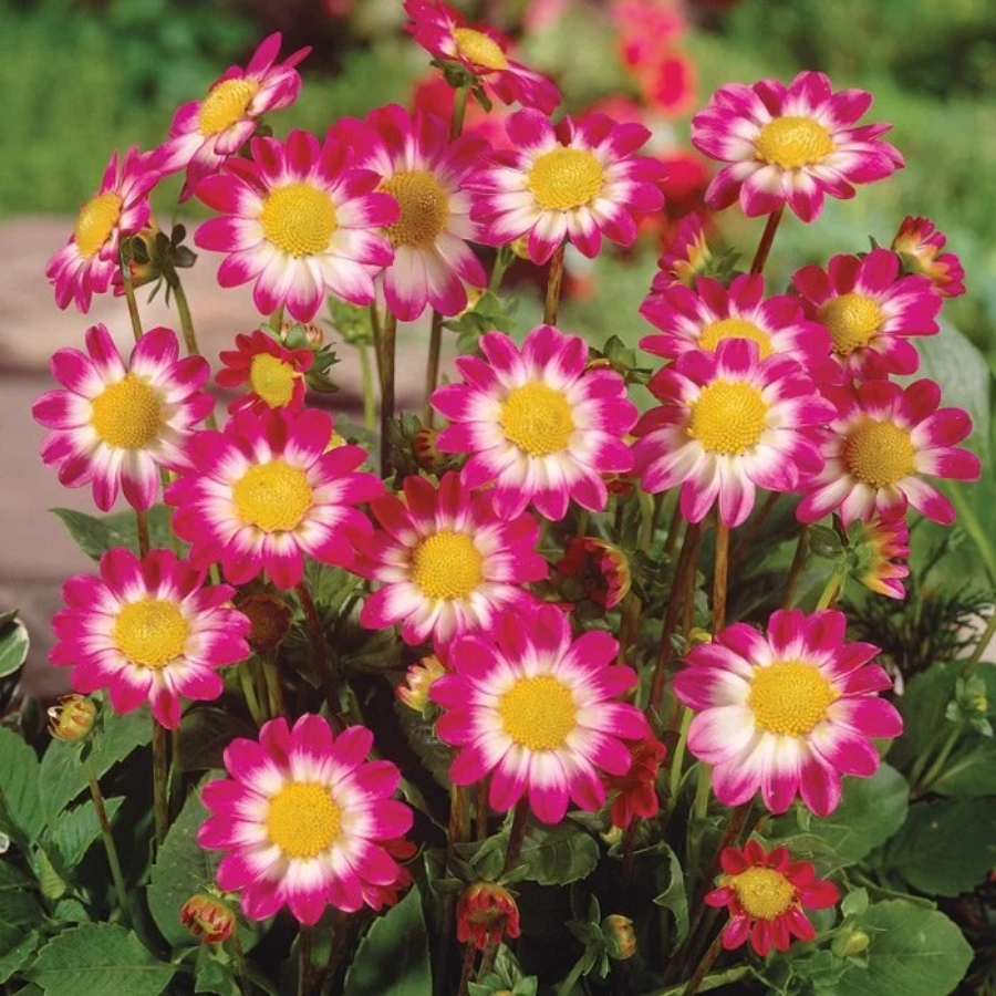 Георгина Свитхарт - Dolina-Sad.Ru