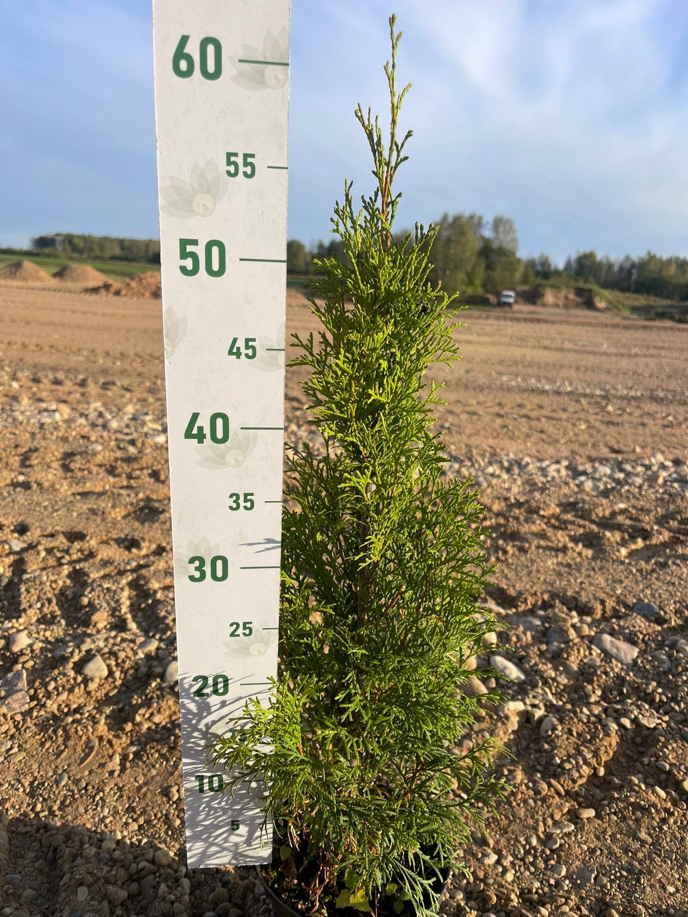 Туя Западная Смарагд, С2 (55-75 см) - Dolina-Sad.Ru