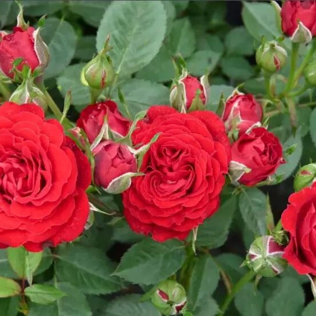 Роза Ален в горшке - Dolina-Sad.Ru