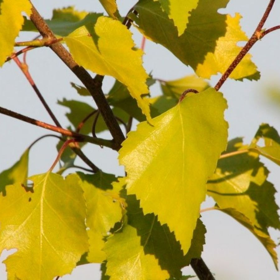 Береза повислая Шневердингер Гольдбирк, С3 - Dolina-Sad.Ru