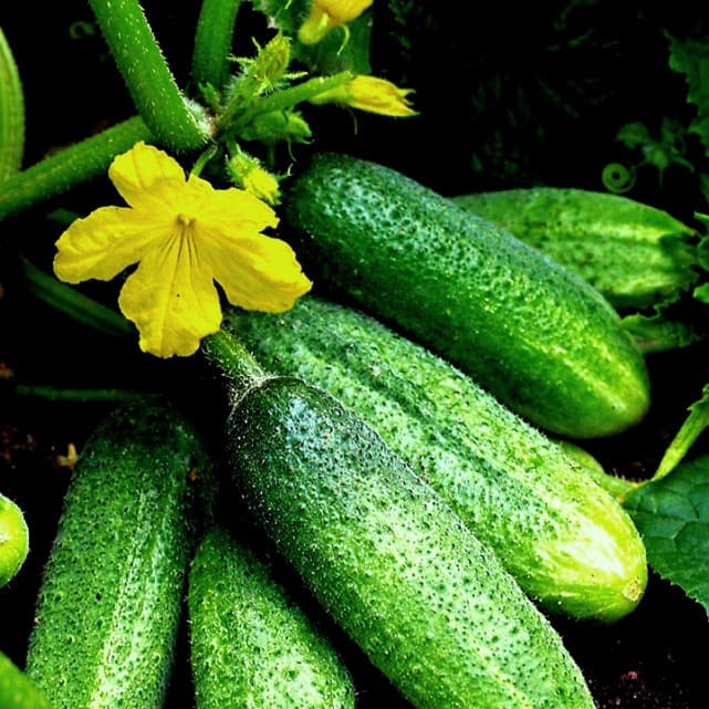 Огурец Изящный фото