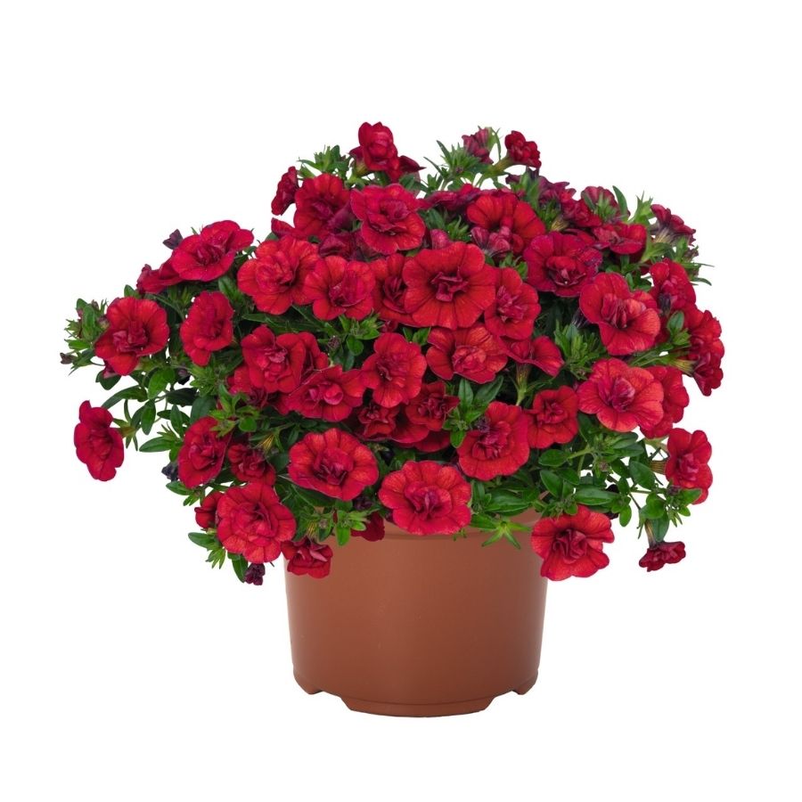 Калибрахоа Алоха Дабл Черри Ред - Dolina-Sad.Ru