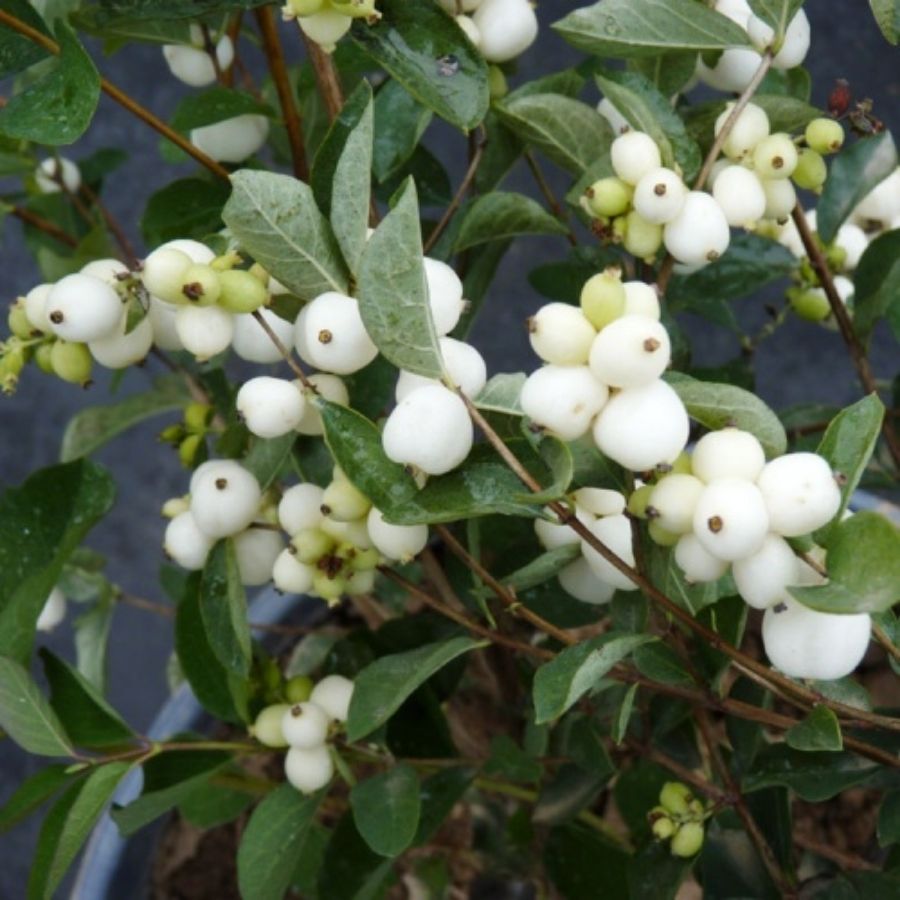 Снежноягодник Вайт Хедж, С2 - Dolina-Sad.Ru