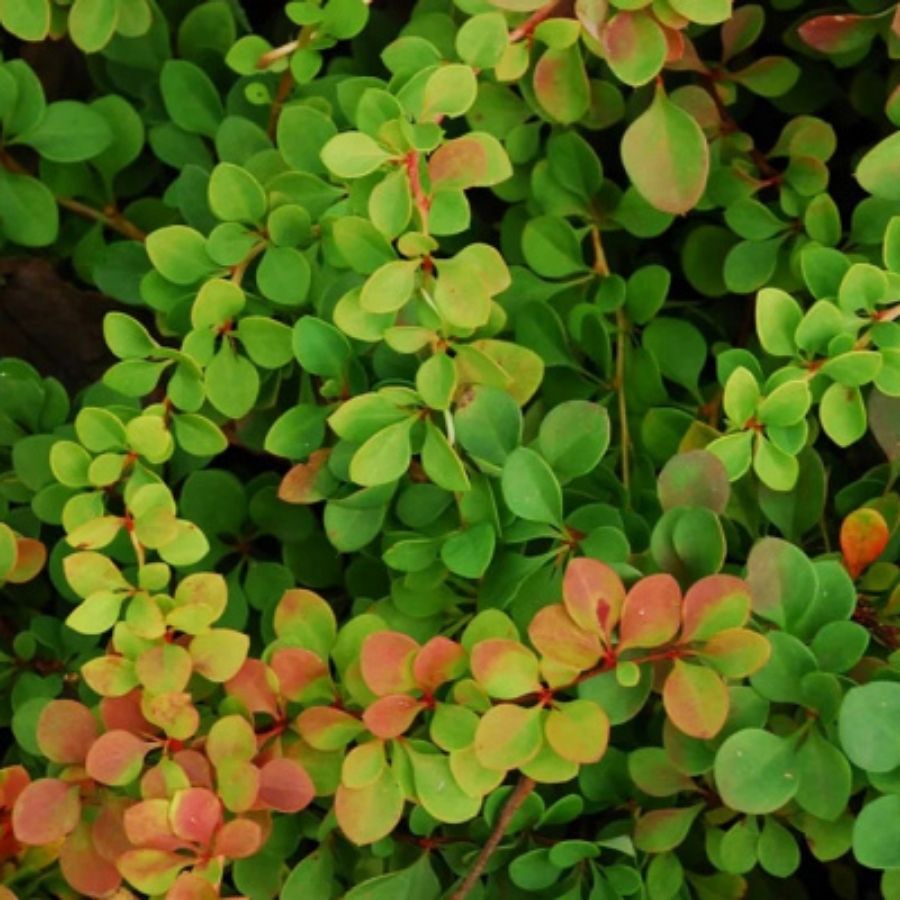Барбарис Тунберга Грин Орнамент, С2 Барбарис Тунберга Грин Орнамент, С2 - Dolina-Sad.Ru