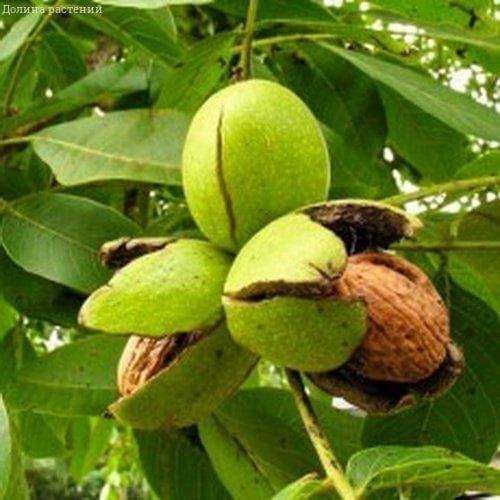 Орех Грецкий Юбилейный фото