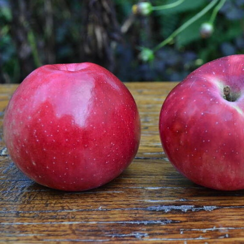 Яблоня красная сорта. Яблоня летнее алое. Раннее алое сорт яблок. Яблоня сорт красное раннее. Яблоня Бессемянка Мичуринская.