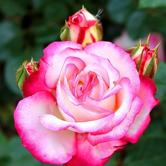 Роза Хайлендер в горшке - Dolina-Sad.Ru