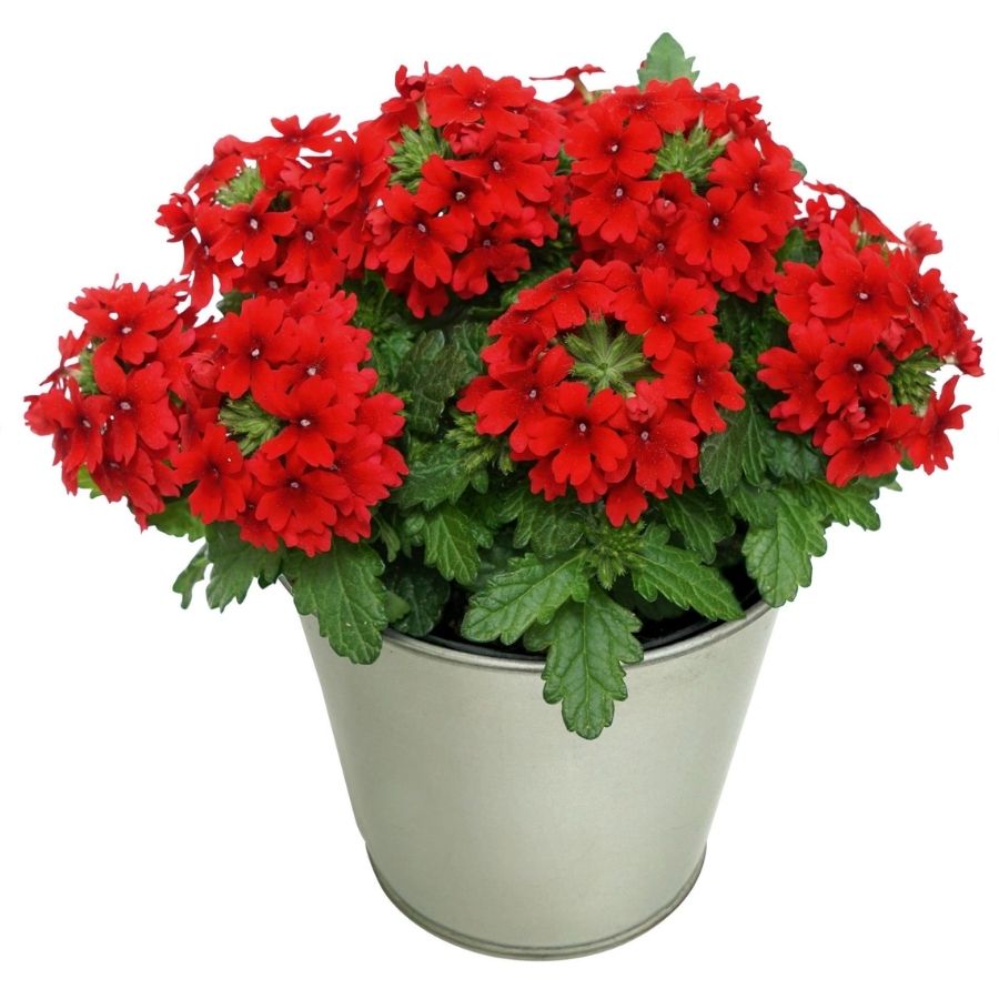 Вербена Дримс Ред - Dolina-Sad.Ru