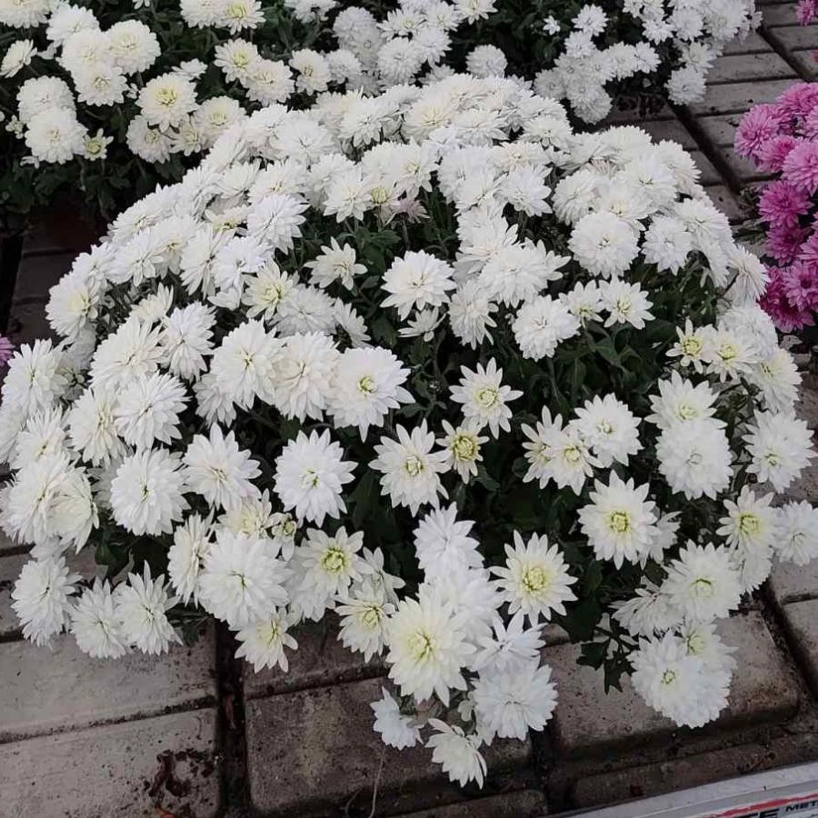 Хризантема мультифлора Бранарктис Вайт - Dolina-Sad.Ru