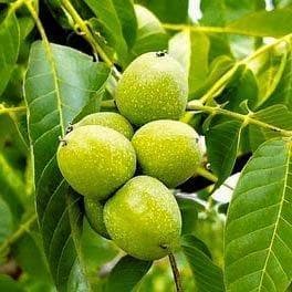 Орех Грецкий Юбилейный фото