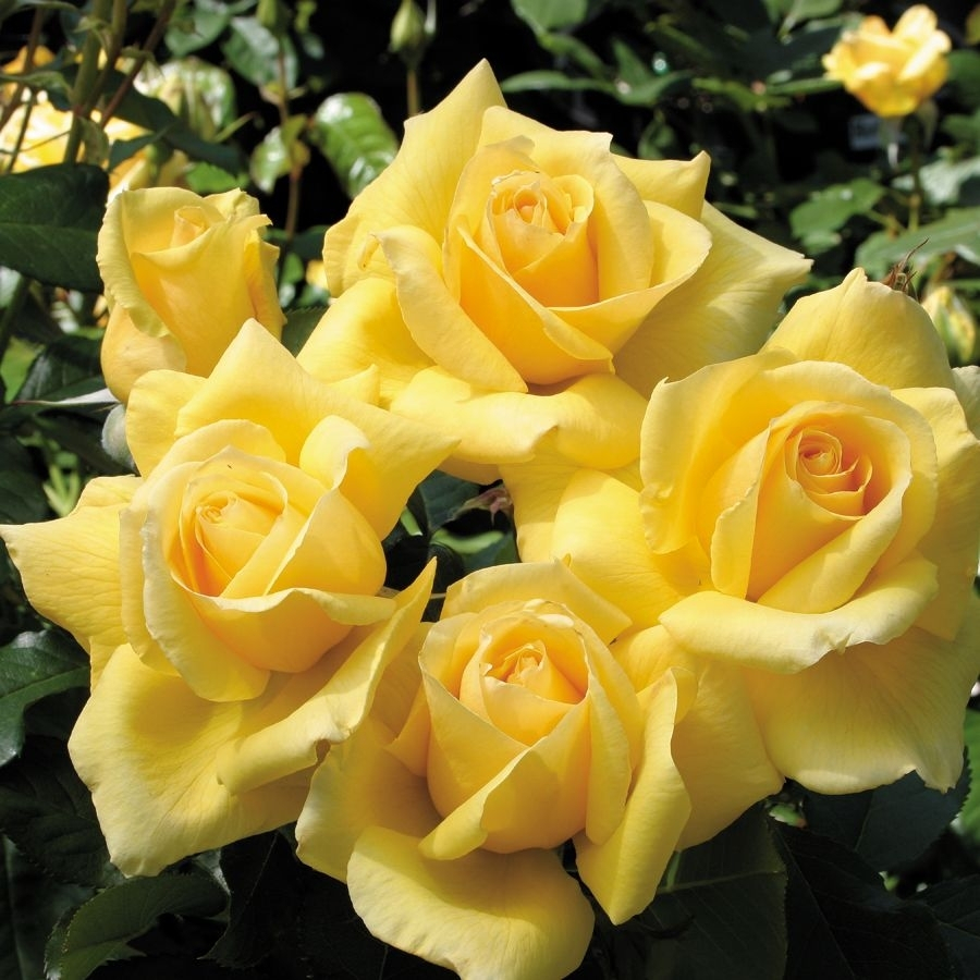 Роза Саммер - Dolina-Sad.Ru