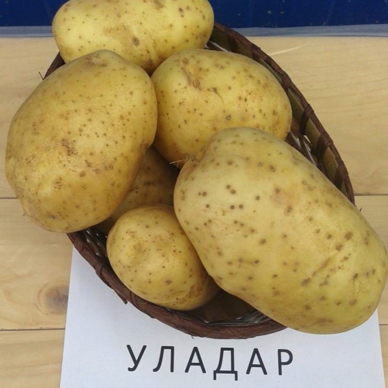 Картофель Уладар 1/Ранний - Dolina-Sad.Ru