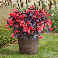 Бегония Викинг красная на бронзовом F1, гранул. пробирка - Dolina-Sad.Ru