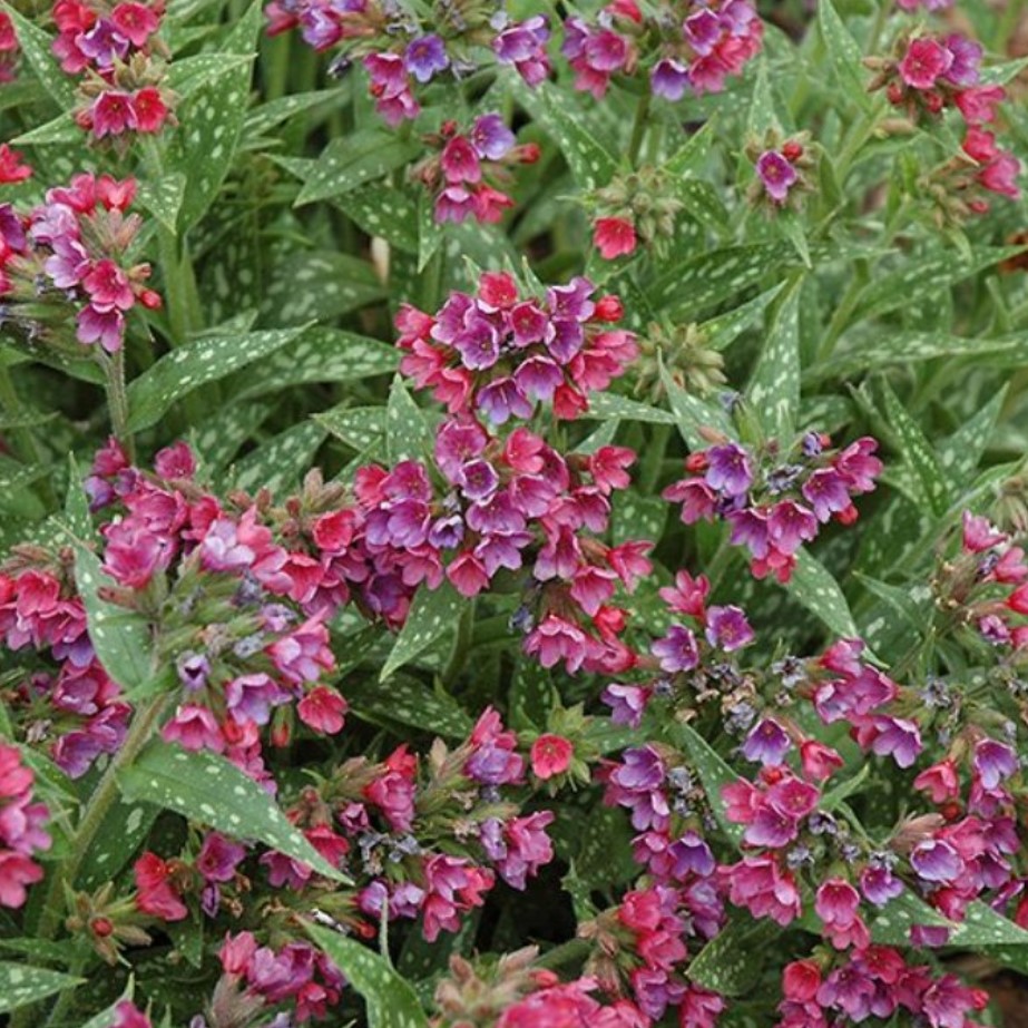 Медуница Рэспберри Сплэш Медуница Рэспберри Сплэш - Dolina-Sad.Ru