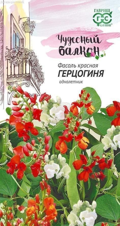 Фасоль красная (Тур. бобы) Герцогиня "Чудесный балкон" фото
