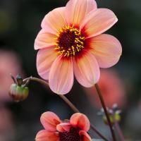 Георгина Кисс - Dolina-Sad.Ru