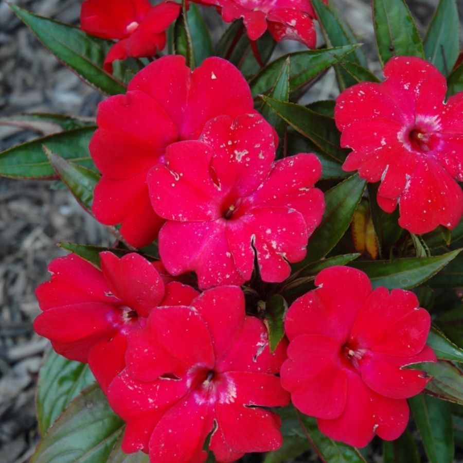 Бальзамин новогвинейский Магнум Дарк Ред - Dolina-Sad.Ru