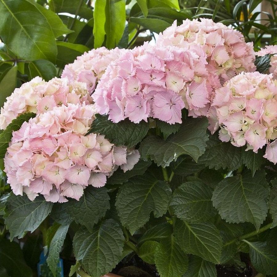 гортензия крупнолистная Мадам Эмиль Мулье, С2 - Dolina-Sad.Ru