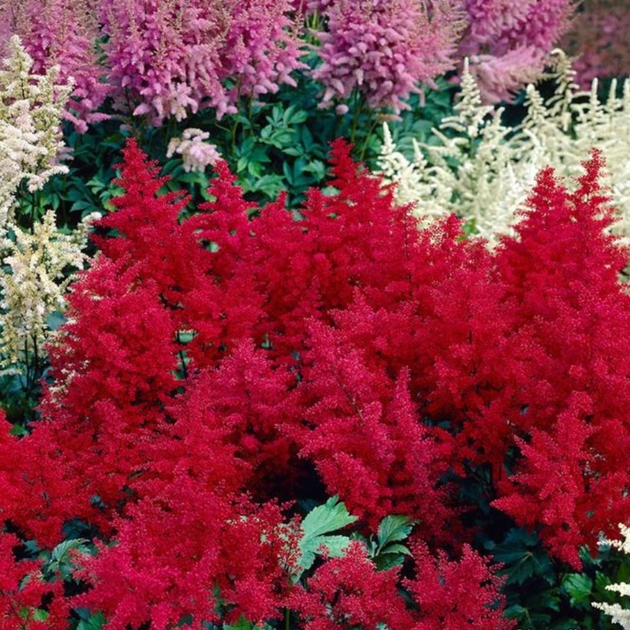 Астильба Ред Скайскрейпер - Dolina-Sad.Ru