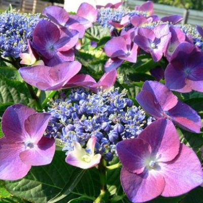 Гортензия крупнолистная Кардинал Гортензия крупнолистная Кардинал - Dolina-Sad.Ru