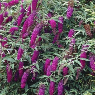 Буддлея Давида Арлекин - Dolina-Sad.Ru