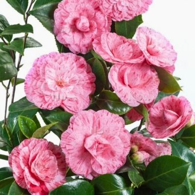 Камелия японская Вильям Бартлетт - Dolina-Sad.Ru