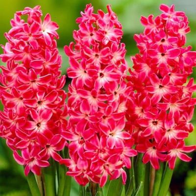 Гиацинт РЕД МЭДЖИК Гиацинт РЕД МЭДЖИК фото