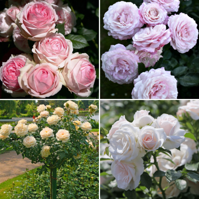 Супер Комплект Роз Супер Комплект Роз - Dolina-Sad.Ru